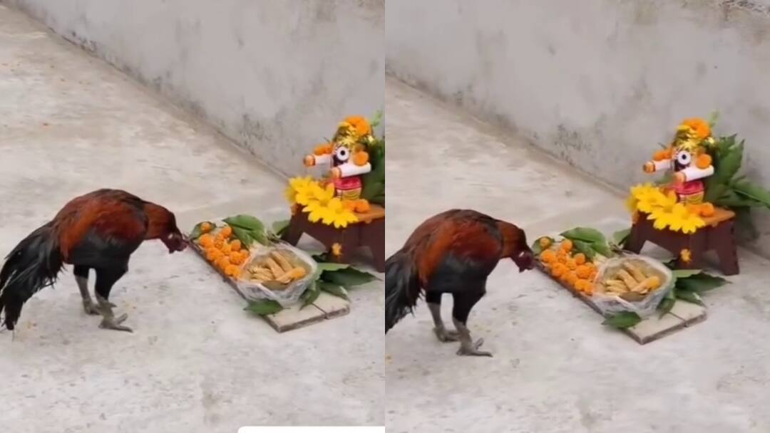 hen bows down infront of lord jagannath idol in odisha video gone viral Viral Video: జగన్నాథుని విగ్రహం ముందు శిరస్సు వంచిన కోడి - వైరల్ వీడియో