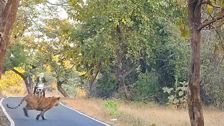 कोंडेगाव येथून मोहर्लीकडे दुचाकीस्वार येत होता, त्यावेळी रस्त्याच्या बाजूला एका झाडामागे उभा असलेला वाघ रस्ता ओलांडण्याच्या होता तयारीत.