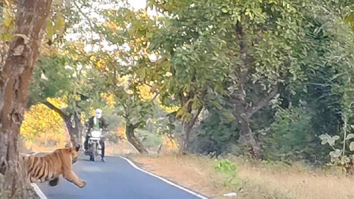 चंद्रपूरमधील ताडोबा-अंधारी व्याघ्रप्रकल्प पाहण्यासाठी जगभरातून पर्यटन येतात. खास वाघाोबाचे दर्शन करण्यासाठी दूरदूरुन पर्यटक घेतात. पण, अचानक वाघ समोर दिसला तर काय होईल, असेच चित्र येथे पाहायला मिळाले.