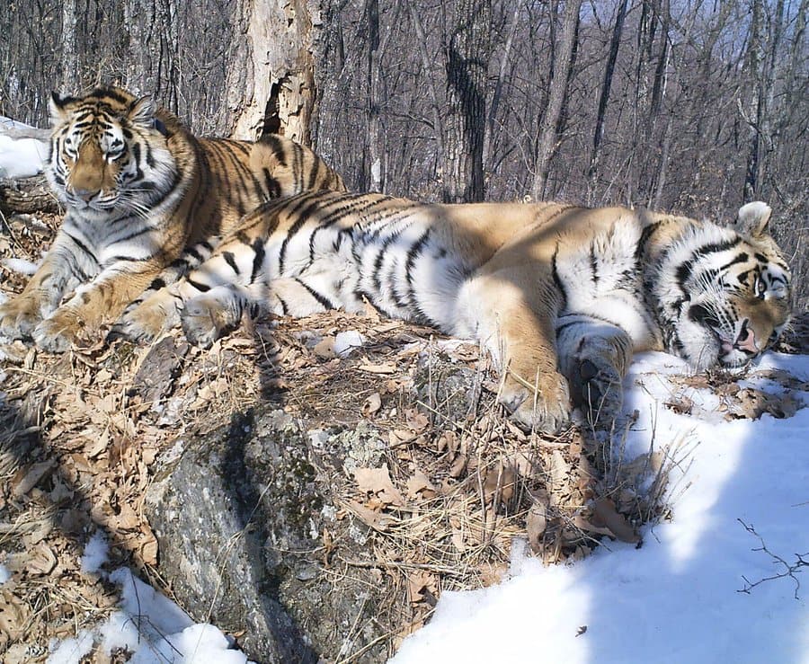 ‘Against All Odds’: Siberian Tiger Treks 200 km Through Russian Wilderness to Reunite with Mate ‘Against All Odds’: Siberian Tiger Treks 200 km Through Russian Wilderness to Reunite with Mate ‘Against All Odds’: Siberian Tiger Treks 200 km Through Russian Wilderness to Reunite with Mate