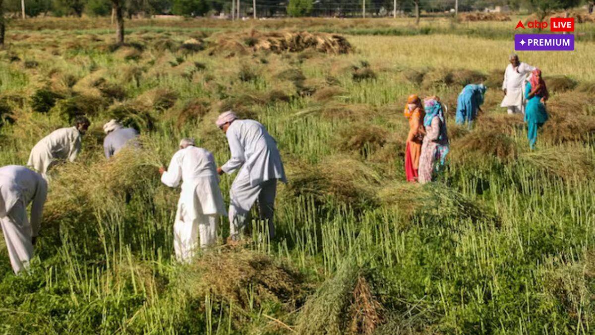 हरियाणा में धान की ज्यादा खेती से सूखने लगे हैं खेत, किसानों के सामने बड़ा संकट