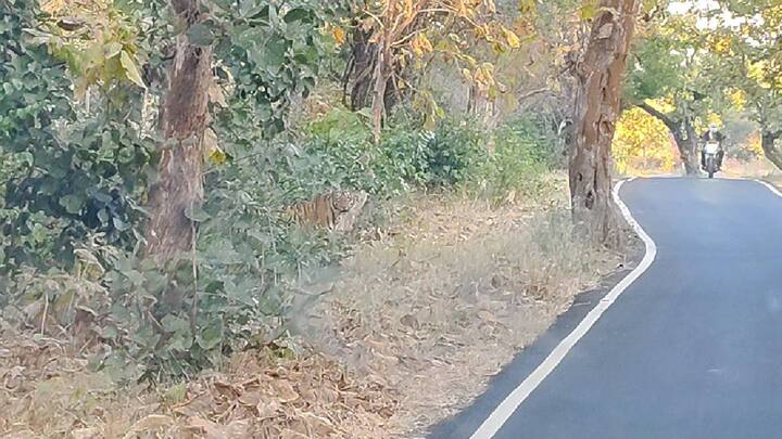 सकाळच्या थंडीच्या दिवसात अचानक दुचाकीसमोर वाघोबा आल्याने दुचाकीस्वाराची घाबरगुंडी उडाली, हे सर्व थरारक दृश्य अरविंद बंडा यांच्या कॅमेऱ्यात कैद झाले आहे.