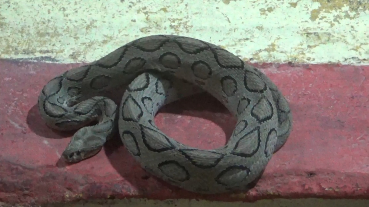 Snake Farm: பாம்பு தேடி அலையும் இருளர்கள்.. இசிஆரில் இப்படி ஒரு இடமா ? சுவாரசிய தகவல்கள்