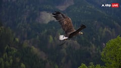 इंसानों से तेज है इस पक्षी की आंख, इतने किलोमीटर दूर से करता है अपने शिकार की पहचान