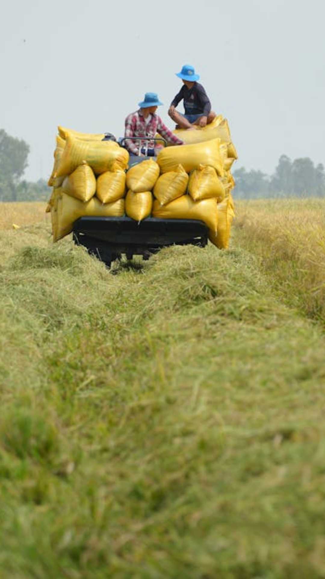 ऐसे में आइए आज हम आपको बताते हैं कि इसमें इस्तेमाल किए जाने वाला शब्द कोल्हू होता क्या है