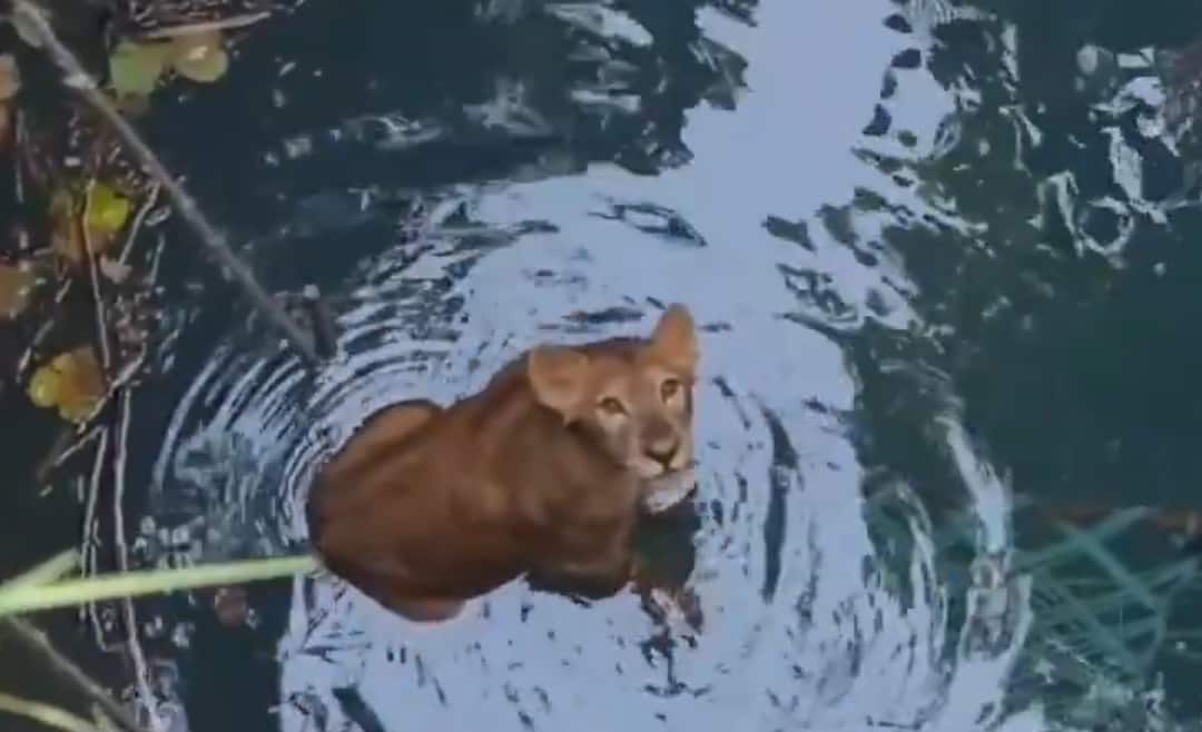 Junagadh: બાળ સિંહનું દિલધડક રેસ્ક્યૂ, કુવામાં પડી ગયેલા એક વર્ષના સિંહ બાળના રેસ્ક્યૂનો વીડિયો વાયરલ a one year old little Lion rescue from the well of farm in Lodhva village of Sutrapada in Junagadh Junagadh: બાળ સિંહનું દિલધડક રેસ્ક્યૂ, કુવામાં પડી ગયેલા એક વર્ષના સિંહ બાળના રેસ્ક્યૂનો વીડિયો વાયરલ