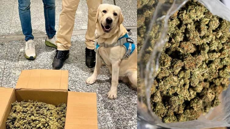 Chennai Airport .6 Crore worth of high-grade cannabis smuggled to Chennai by plane seized tnn ’மாட்டிக்கிட்ட பங்கு...’ காட்டிக்கொடுத்த நாய்.. சென்னை விமான நிலையத்தில் நடந்தது என்ன?