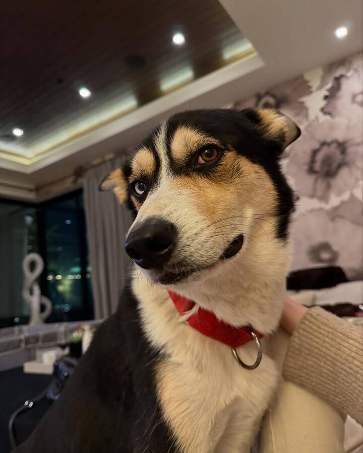 Priyanka posted photos with her pet dogs and daughter Malti Marie, capturing joyful family moments.