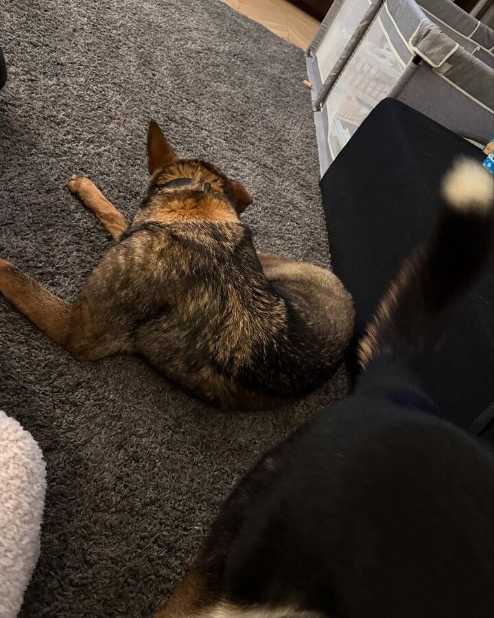 Priyanka and Nick recently celebrated their sixth wedding anniversary and shared their daughter Malti Marie’s arrival via surrogacy in January 2022.