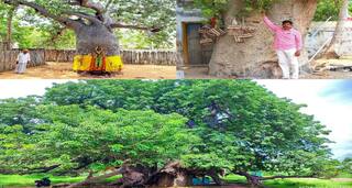 குழம்புக்கு போடும் புளி தெரியும்.. அது என்ன பொந்தன் புளி: நம்பிக்கையால் காப்பற்றப்பட்ட பிரமாண்ட மரம்!