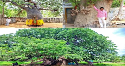 nature tree huge pontan tamarind trees saved by people faith குழம்புக்கு போடும் புளி தெரியும்.. அது என்ன பொந்தன் புளி: நம்பிக்கையால் காப்பற்றப்பட்ட பிரமாண்ட மரம்!