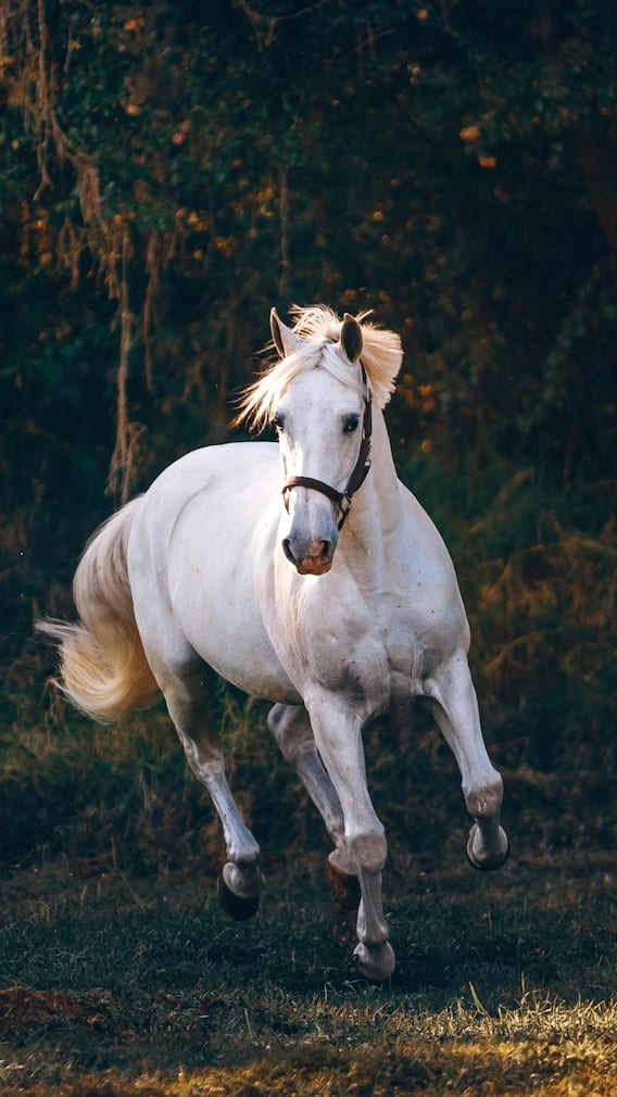 सफेद घोड़े का घाव भरेगा और शुरू होगा कलियुग का अंत