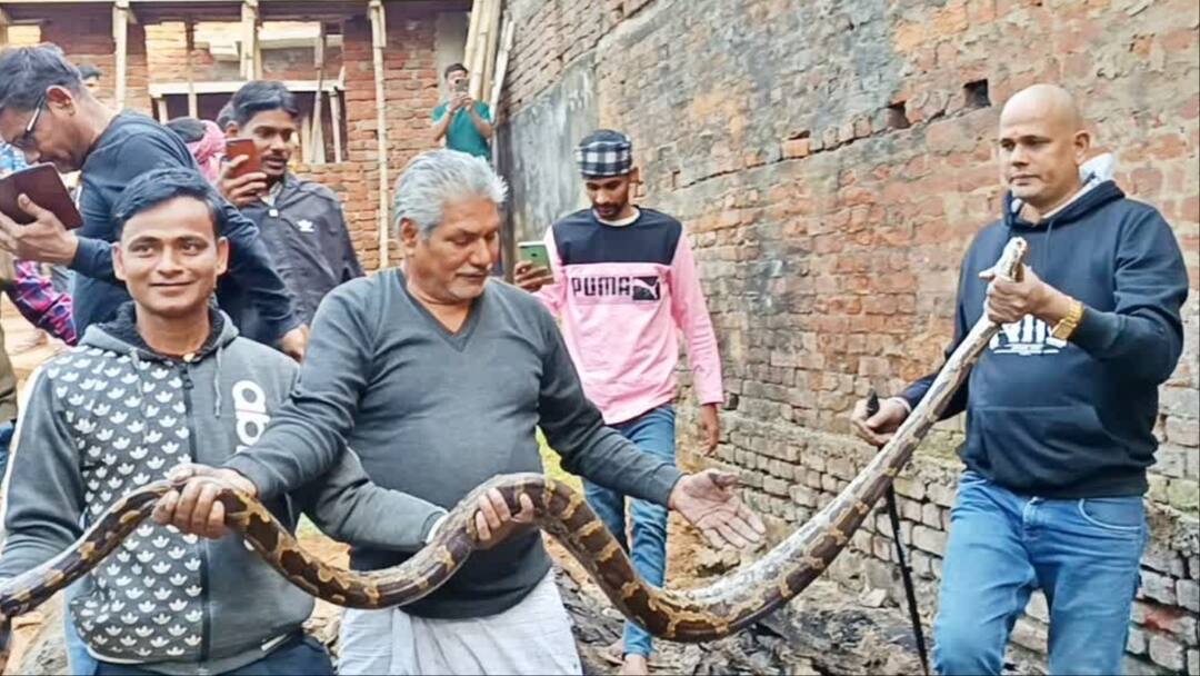 OMG! रोहतास में निकला 12 फीट का लंबा अजगर सांप, 'खतरों के खिलाड़ी' ने किया रेस्क्यू Bihar News 12 Feet Long Python Snake Found in Rohtas Rescued by Snake Catcher ANN OMG! रोहतास में निकला 12 फीट का लंबा अजगर सांप, 'खतरों के खिलाड़ी' ने किया रेस्क्यू