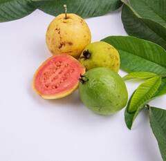 Guava Leaves: ਅਮਰੂਦ ਦੇ ਪੱਤੇ ਸਿਹਤ ਲਈ ਵਰਦਾਨ! ਇਮਿਊਨਿਟੀ ਬੂਸਟ ਤੋਂ ਲੈ ਕੇ ਸ਼ੂਗਰ ਵੀ ਹੁੰਦੀ ਕੰਟਰੋਲ