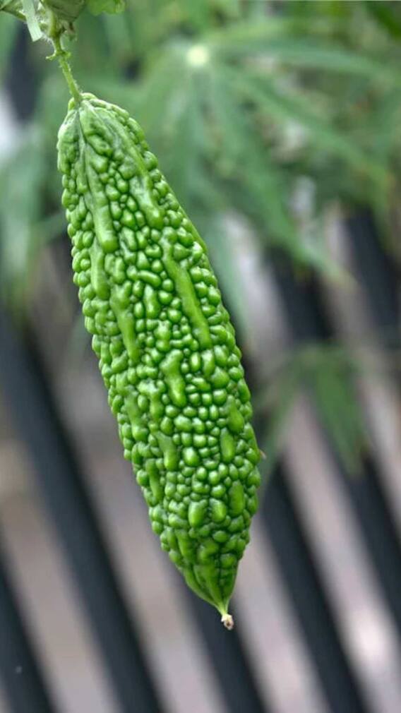 गमले में कैसे उगाएं करेला?