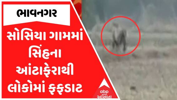 Bhavnagar Lion Threat : ભાવનગરના સોસિયા ગામમાં સિંહના આંટાફેરાથી લોકોમાં ફફડાટ
