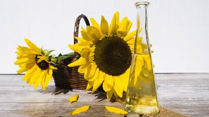 Study Links Seed Oils To Increased Cancer Risk Everything You Need To Know சமையலுக்கு எந்த எண்ணெய் நல்லது? ‘Seed Oils புற்றுநோய் பாதிப்பை ஏற்படுத்துமா? ஆய்வு செல்வதென்ன?