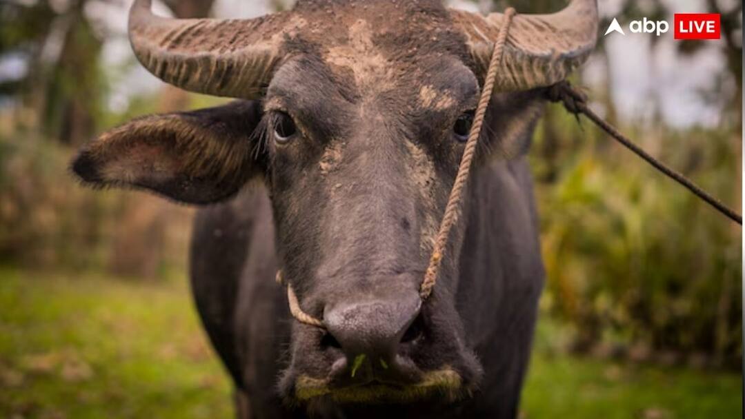 Karnataka Buffalo Dispute: मंदिर की भैंस के लिए भिड़े दो गांव, सैकड़ों लोग करते हैं पूजा, DNA टेस्ट से होगा मालिकाना हक का फैसला Dispute between two villages over Buffalo dedicated to a temple and worshipped by hundreds of devotees in Karnataka Karnataka Buffalo Dispute: मंदिर की भैंस के लिए भिड़े दो गांव, सैकड़ों लोग करते हैं पूजा, DNA टेस्ट से होगा मालिकाना हक का फैसला