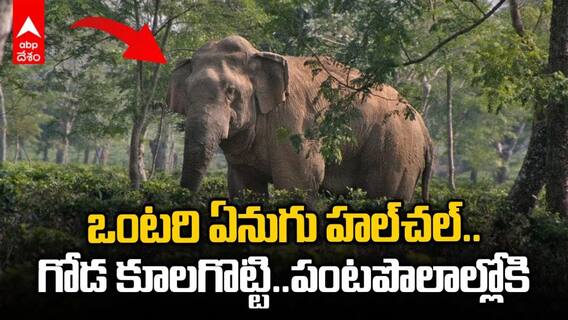 చిత్తూరు జిల్లాలో ఒంటరి ఏనుగు బీభత్సం