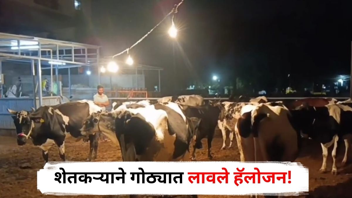 Ahilyanagar News : कडाक्याच्या थंडीने गुरं कुडकुडायला लागली, अहिल्यानगरच्या शेतकऱ्याने गोठ्यात हॅलोजन लावले; पशुसंवर्धन विभागाच्या अधिकाऱ्यांचा महत्त्वाचा सल्ला