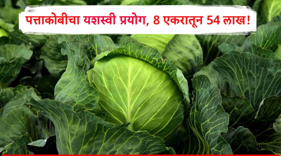 Success Story: पत्ताकोबीतून 54 लाखांचं उत्पन्न! सोलापूरच्या शेतकऱ्यानं 8 एकरात घेतलं उत्पादन, अडीच महिन्यात..