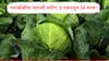 Success Story: पत्ताकोबीतून 54 लाखांचं उत्पन्न! सोलापूरच्या शेतकऱ्यानं 8 एकरात घेतलं उत्पादन, अडीच महिन्यात..