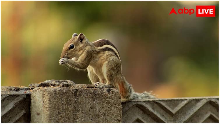अचानक कातिल कैसे बन गईं गिलहरियां? कर रहीं चूहों का शिकार, इस बदलाव की वजह क्या? How squirrels suddenly become killers and hunting mice Know the reason अचानक कातिल कैसे बन गईं गिलहरियां? कर रहीं चूहों का शिकार, इस बदलाव की वजह क्या?