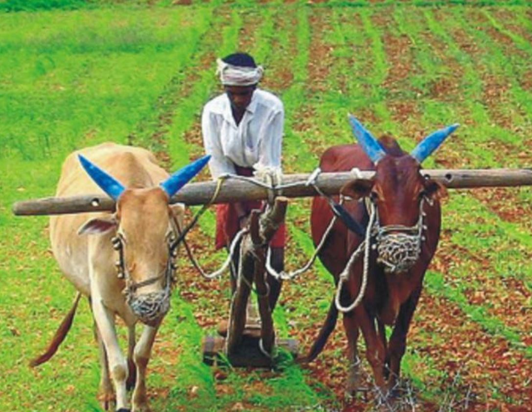 BRC कडून 8 नवीन पिकांचे वाण विकसित, शेतकऱ्यांसाठी तांदूळ, तीळाच्या वाणांची निर्मिती