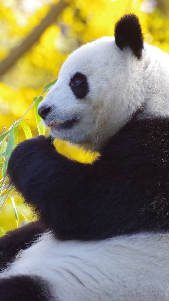 क्या जानवरों को भी आता है हार्ट अटैक?