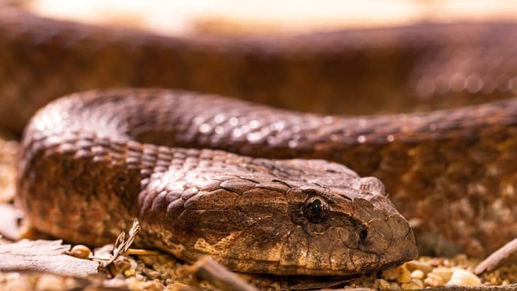 Kerala: Class 7 Student Suffers Snake Bite In School, Education Minister Orders Probe