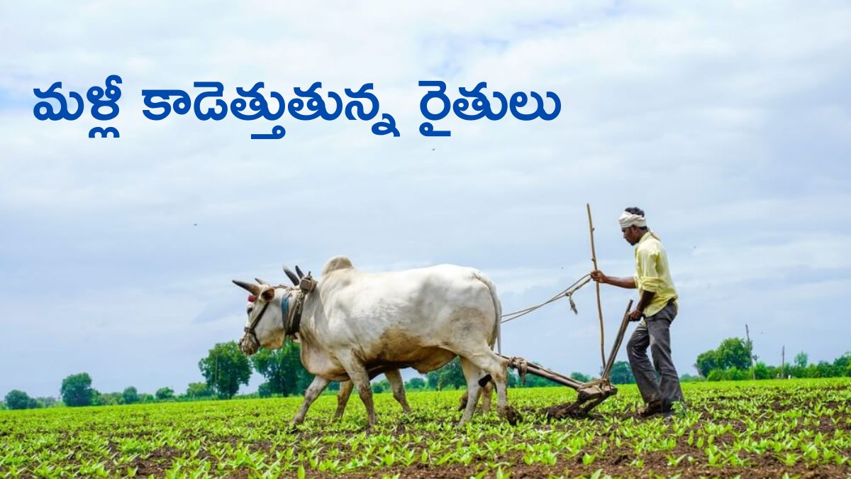 Agriculture: వ్యస'సాయం' చేస్తాం, దేశానికి తిండి పెడతాం - తెలుగు రాష్ట్రాల్లో పెరుగుతున్న రైతుల సంఖ్య