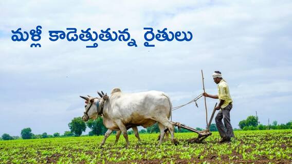 Agriculture: వ్యవ'సాయం' చేస్తాం, దేశానికి తిండి పెడతాం - తెలుగు రాష్ట్రాల్లో పెరుగుతున్న రైతుల సంఖ్య