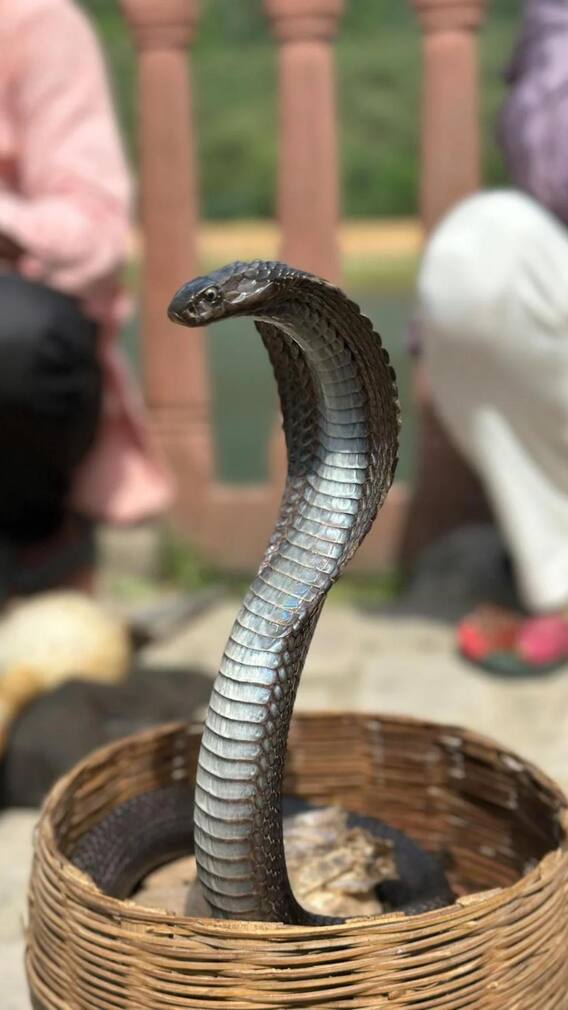 सीहोर में होती है सांपों की अदालत, जानें इस अनोखी परंपरा का रहस्य