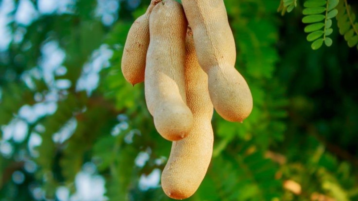 Tamarind Farming: ఈ పద్దతిలో చింతపండు సాగు చేస్తే లాభాలే లాభాలు