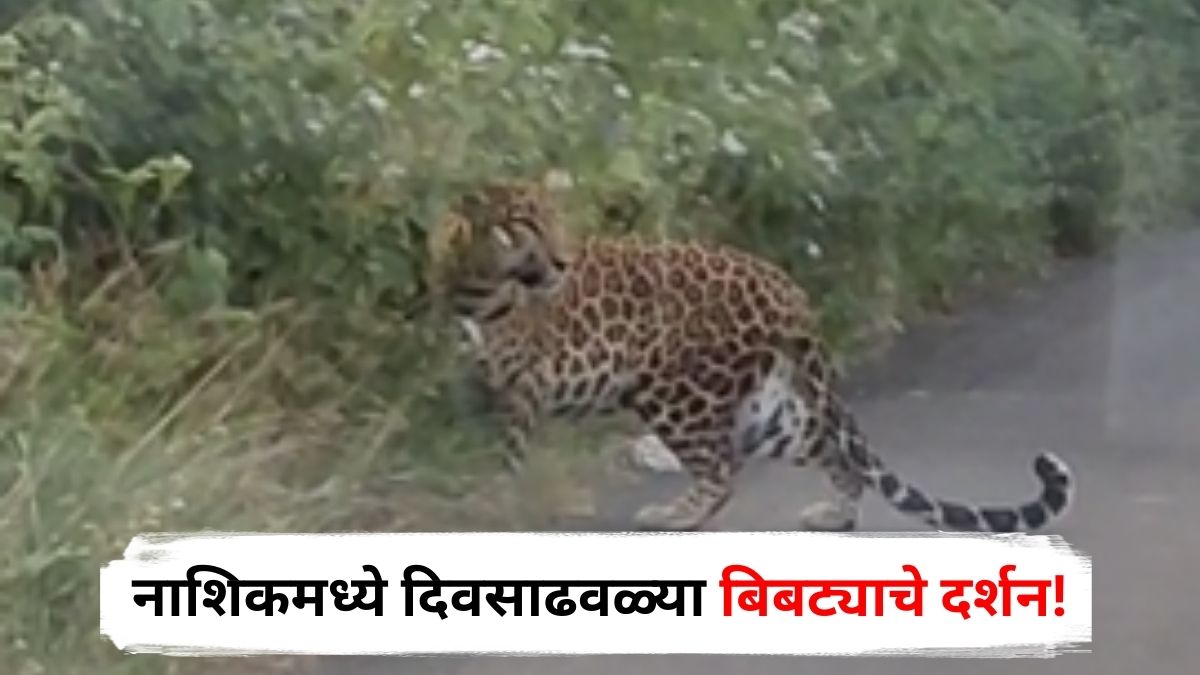 Nashik Leopard News : दबक्या पावलांनी आला, रस्त्यावर उभा राहिला अन्...; नाशिकमध्ये दिवसाढवळ्या बिबट्याचे दर्शन, नागरिकांमध्ये भीतीचे वातावरण