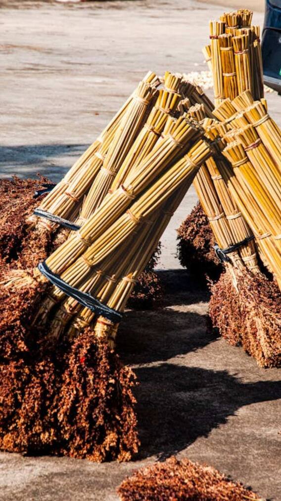 1 एकड़ में ज्वार का उत्पादन कितना होता है?