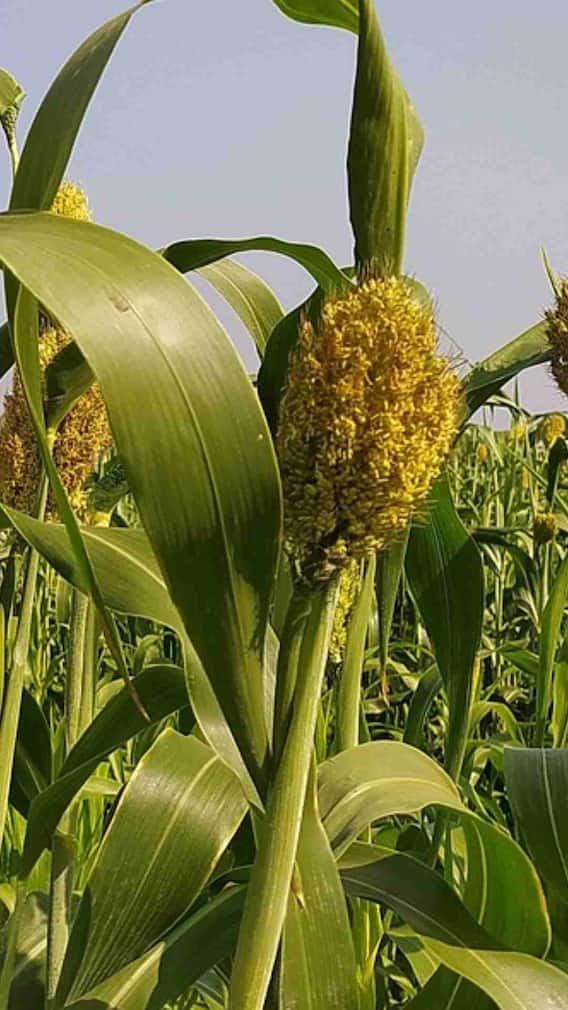 ज्वार में कौन सा खाद डालें?