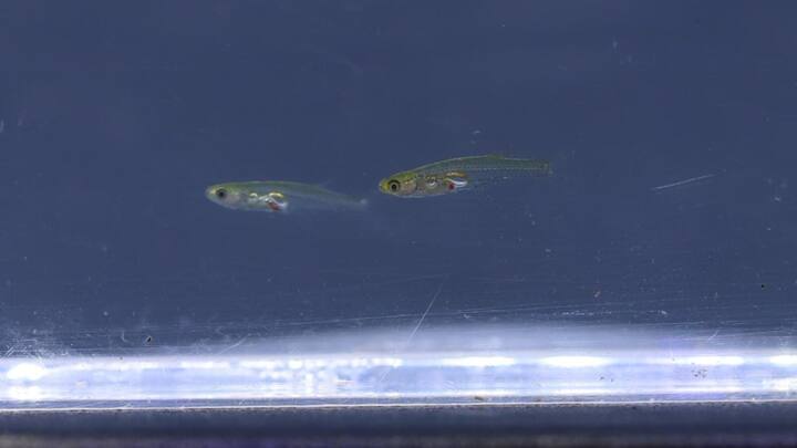 वहीं दुनिया में मछलियां पकड़ने वाले देशों में सबसे पहले चीन का नाम आता है. साल 2021 में चीन ने 13.4 मिलियन मीट्रिक टन मछलियां पकड़ी थीं.