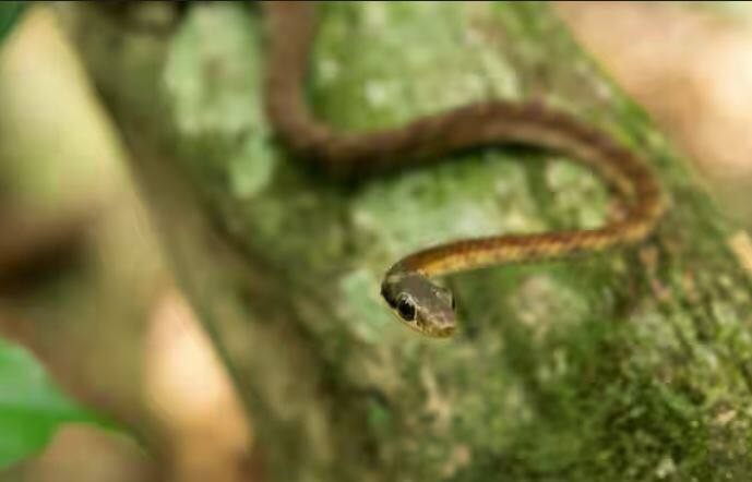 ਇਨ੍ਹਾਂ ਪੌਦਿਆਂ ਵਿੱਚੋਂ ਸਾਈਪ੍ਰਸ ਦਾ ਪੌਦਾ ਸਭ ਤੋਂ ਉੱਪਰ ਹੈ। ਇਹ ਇੱਕ ਸੁੰਦਰ ਤੇ ਸੰਘਣਾ ਪੌਦਾ ਹੈ, ਜਿਸ ਨੂੰ ਲੋਕ ਅਕਸਰ ਸਜਾਵਟੀ ਪੌਦੇ ਵਜੋਂ ਬਰਤਨਾਂ ਜਾਂ ਬਗੀਚਿਆਂ ਵਿੱਚ ਲਗਾਉਂਦੇ ਹਨ ਪਰ ਇਸ ਦੇ ਸੰਘਣੇ ਪੱਤਿਆਂ ਕਾਰਨ ਸੱਪ ਇਸ ਨੂੰ ਬਹੁਤ ਪਸੰਦ ਕਰਦੇ ਹਨ। ਇਸ ਪੌਦੇ ਵਿੱਚ ਸੱਪ ਆਸਾਨੀ ਨਾਲ ਲੁਕ ਸਕਦੇ ਹਨ।