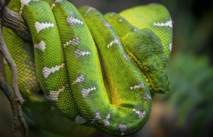 ਨਿੰਬੂ ਦੇ ਪੌਦੇ ਦੀਆਂ ਟਾਹਣੀਆਂ ਵਧੇਰੇ ਹੁੰਦੀਆਂ ਹਨ, ਜਿਸ ਕਾਰਨ ਇਹ ਪੌਦਾ ਸੰਘਣਾ ਵੀ ਹੋ ਜਾਂਦਾ ਹੈ। ਇਸ ਦੇ ਸੰਘਣੇ ਪੱਤਿਆਂ ਕਾਰਨ ਚੂਹੇ, ਸੱਪ ਅਤੇ ਹੋਰ ਕੀੜੇ ਇਸ ਦੇ ਨੇੜੇ ਹੀ ਆਪਣਾ ਘਰ ਬਣਾ ਲੈਂਦੇ ਹਨ। ਇਹ ਪੌਦਾ ਘਰ ਦੇ ਅੰਦਰ ਸੱਪਾਂ ਅਤੇ ਕੀੜੇ-ਮਕੌੜਿਆਂ ਦੇ ਆਉਣ ਦੀ ਸੰਭਾਵਨਾ ਨੂੰ ਵਧਾਉਂਦਾ ਹੈ, ਇਸ ਲਈ ਇਸ ਨੂੰ ਘਰ ਦੇ ਆਲੇ-ਦੁਆਲੇ ਨਹੀਂ ਲਗਾਉਣਾ ਚਾਹੀਦਾ।