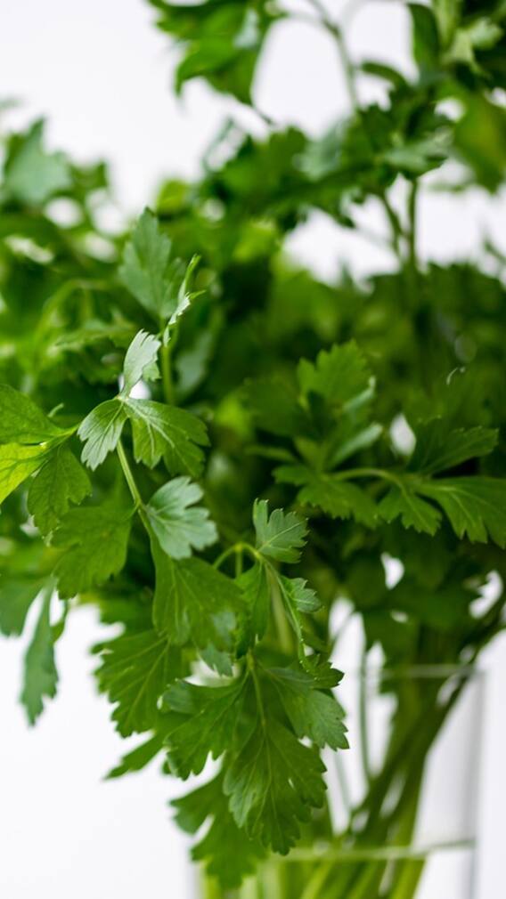 गमले में कैसे उगा सकते हैं धनिया?