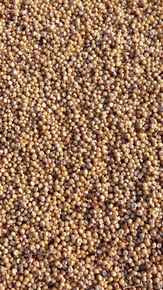 ज्वार कौन से महीने में बोई जाती है?