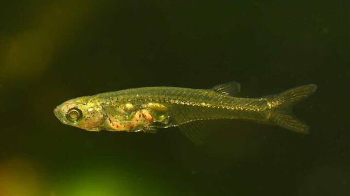 वहीं प्रशांत महासागर में पकड़ी जाने वाली ज़्यादातर मछलियां टूना या उससे जुड़ी प्रजातियां की होती हैं. दुनिया भर में समुद्री पकड़ का 70 प्रतिशत से ज़्यादा हिस्सा प्रशांत महासागर से आता है.