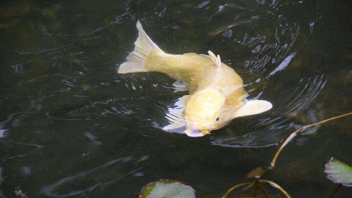 लेकिन क्या आप जानते हैं कि दुनियाभर के किस समुद्र से सबसे अधिक मछलियों को निकाला जाता है. आज हम आपको इसके बार में बताएंगे.