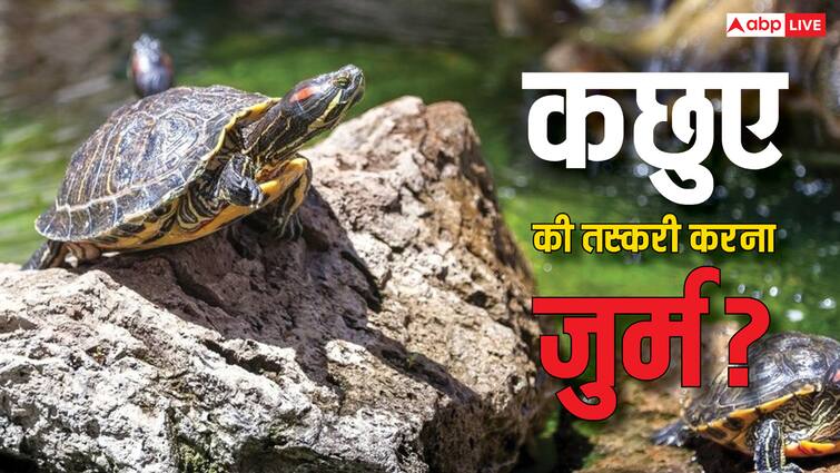 Why is smuggling of turtles considered a crime What is the punishment in such cases कछुए की तस्करी करना क्यों माना जाता है जुर्म, ऐसे मामलों में कितनी मिलती है सजा?