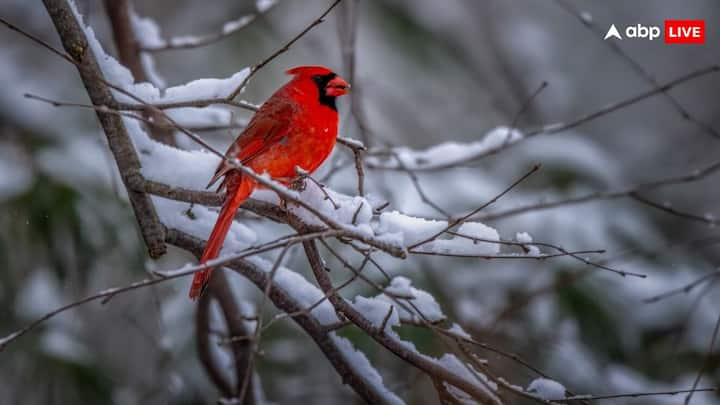 Cardinals or Northern Cardinals have red tail, beak and even gills. They get this color from their food, the carotenoids found in it give them red, orange, yellow and pink colors. All these colors can be seen in different colors in their feathers.