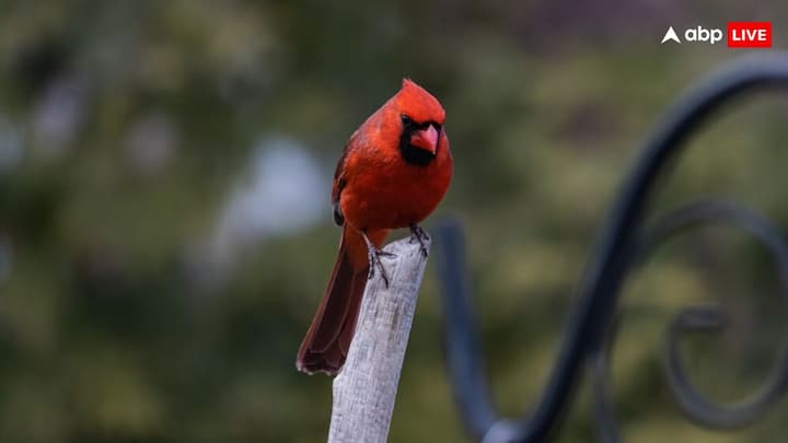 But they are more visible during Christmas days. Not only this, they are seen singing songs during the month of Christmas. That is why they are also known as Christmas birds.