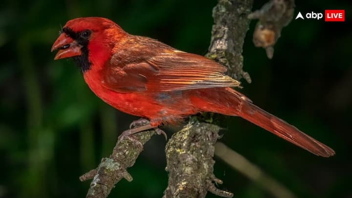 In female cardinals, instead of red color, yellow or gray color is more visible, red color is less visible. The biggest specialty of Northern Cardinals is that these chirping birds sing songs. During this time it is difficult for humans to differentiate whether the voice is of a male or a female. Let us tell you that they sing 24 different types of songs.