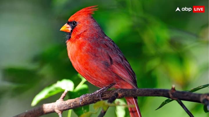 Let us tell you that beautiful vermillion red colored birds are often seen during the Christmas season. Actually, these attractive birds known as Cardinals or Northern Cardinals are found especially in Northern North America.