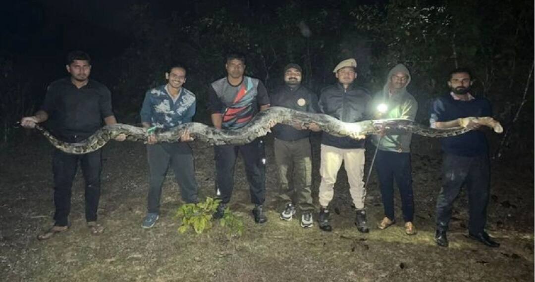 Viral Video: Largest Burmese Python Ever Found In India, Weights 100 kg - WATCH Viral Video: Largest Burmese Python Ever Found In India, Weights 100 kg - WATCH